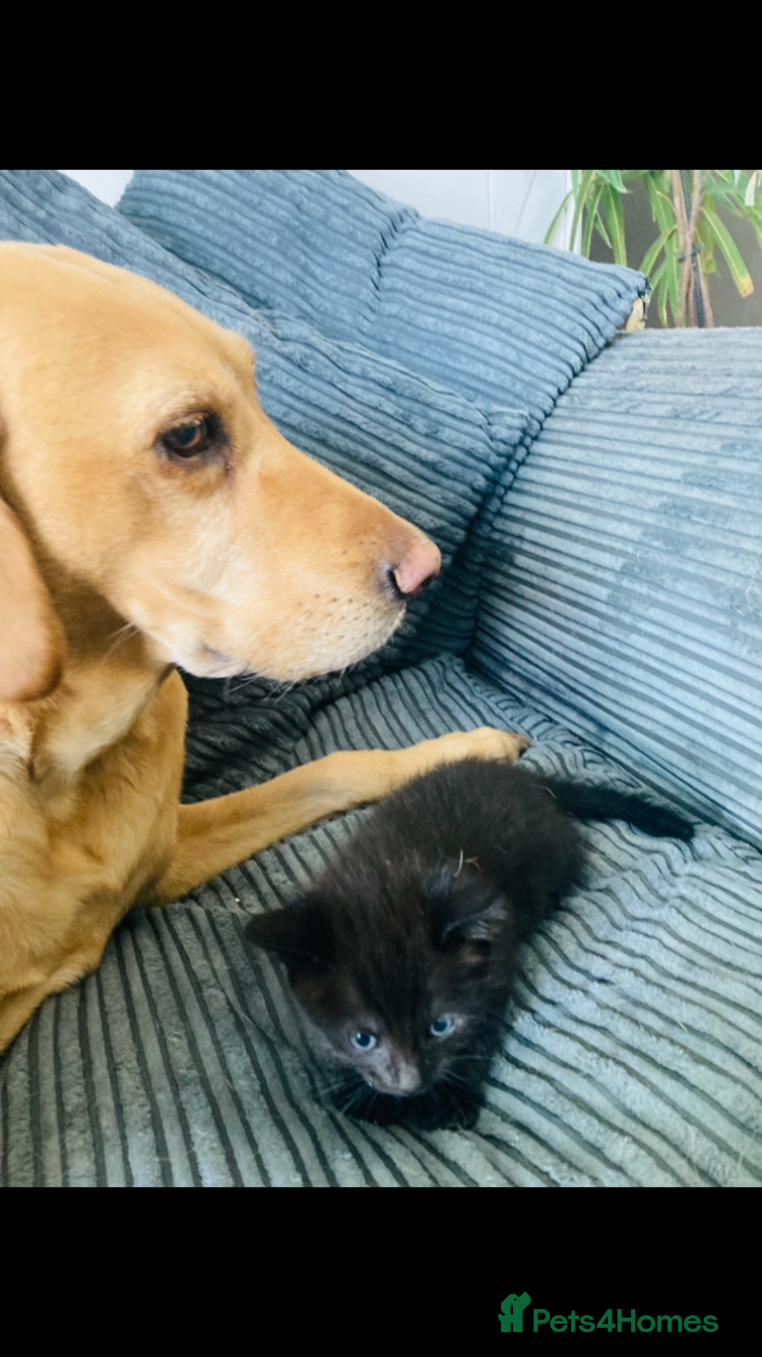 Mixed Breed cats for sale: 8 Adorable Kittens  - Image 6