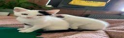 Mixed Breed cats for sale: 2 adorable boys  - Advert 10