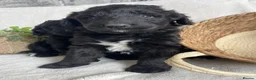 Bernedoodle dogs for sale: STUNNING F1 BERNEDOODLE - Advert 1