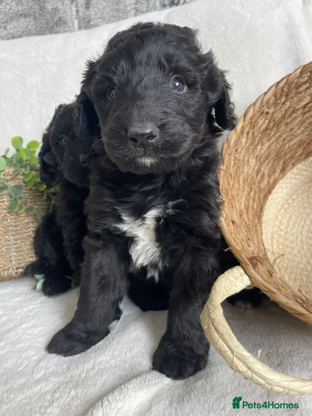 Bernedoodle dogs for sale: STUNNING F1 BERNEDOODLE - Advert 1