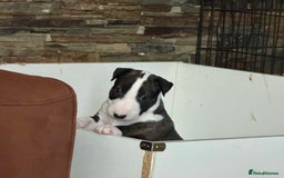 English Bull Terrier dogs for sale: English bull terrier puppies  - Image 5