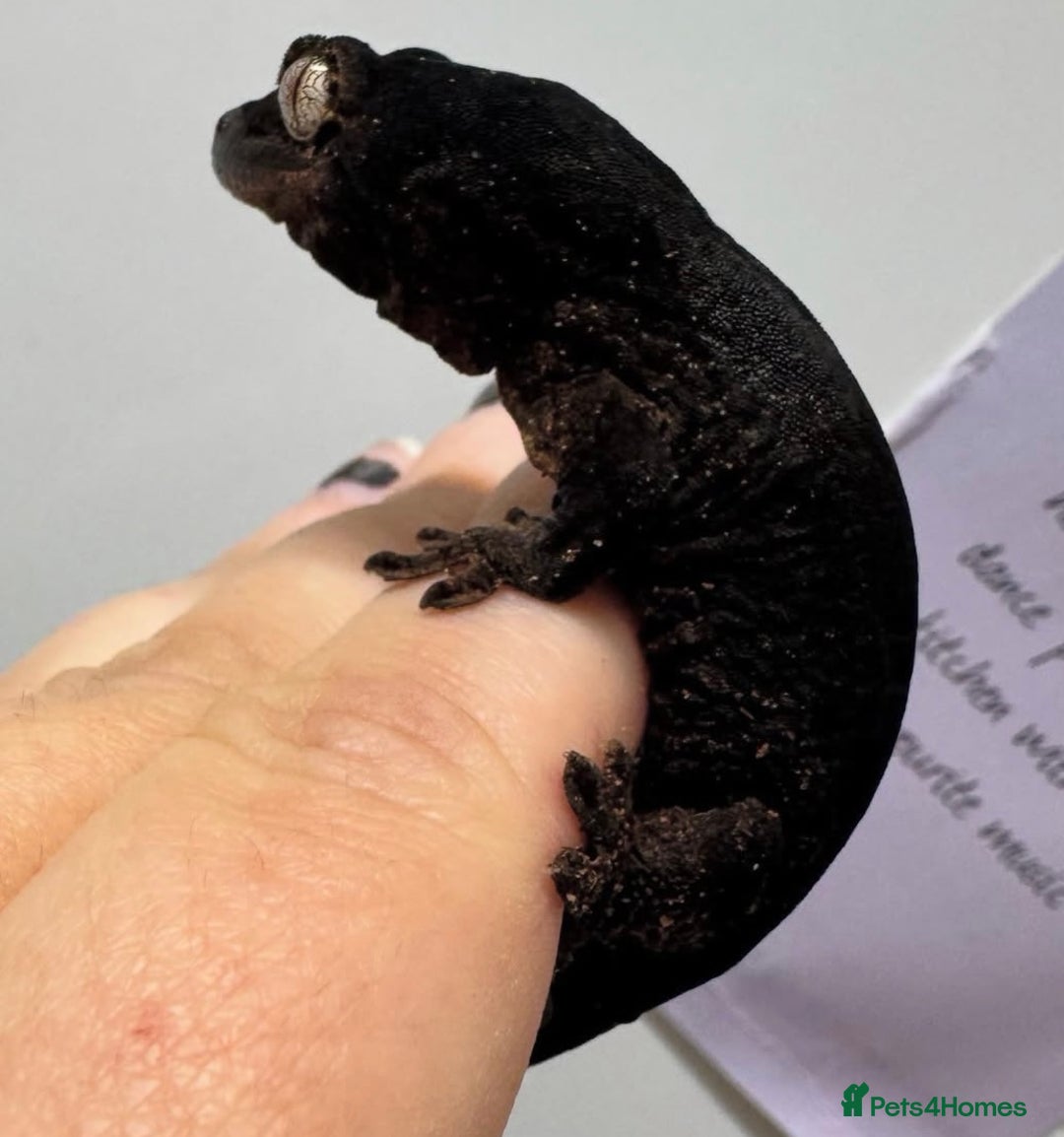 Gecko reptiles for sale: Chahoua geckos - Advert 1