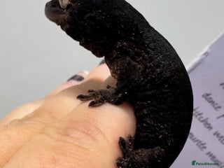 Gecko reptiles Chahoua geckos - Advert 2