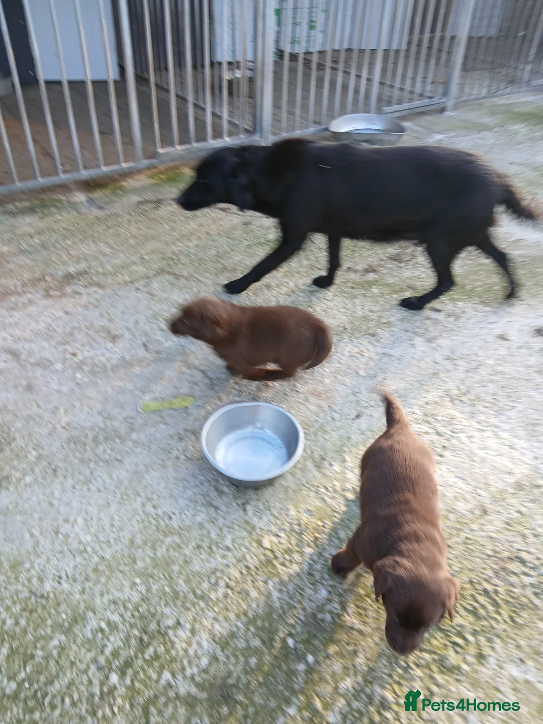 Labrador Retriever dogs for sale: Chunky labrador pups - Advert 12