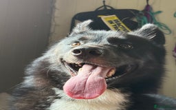 Siberian Husky dogs for sale: This is Loki  - Image 4