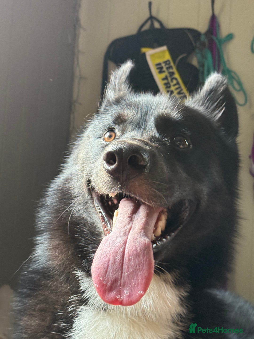 Siberian Husky dogs for sale: This is Loki  - Image 4