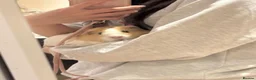Guinea Pig rodents for sale: Two guinea pigs finding a new home - Advert 3