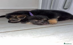Shepsky dogs for sale: Beautiful puppies  - Image 9