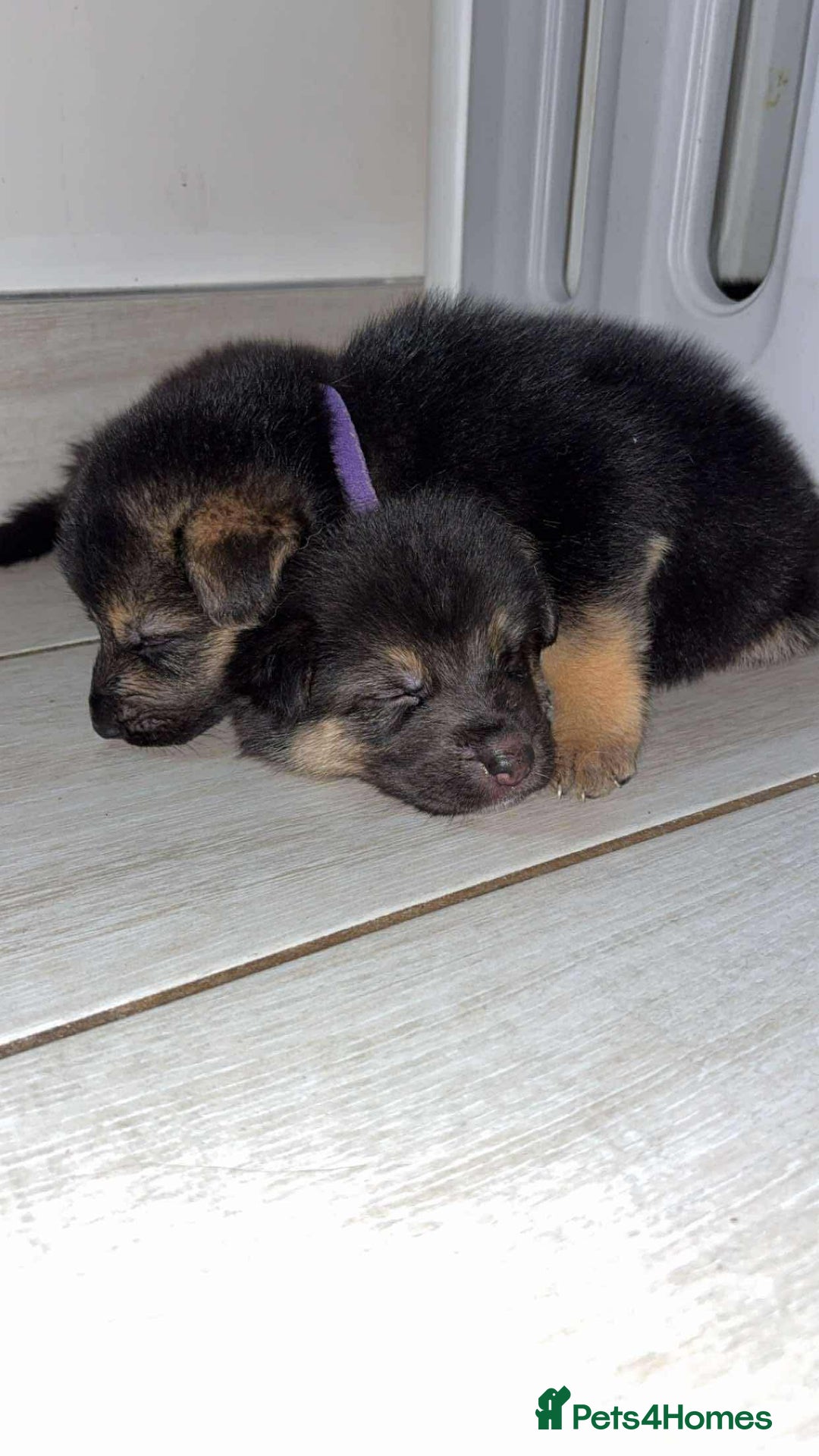 Shepsky dogs for sale: Beautiful puppies  - Image 9