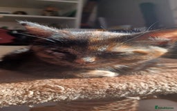 British Longhair cats for sale: 3 baby kittens house trained needing a new home - Image 6