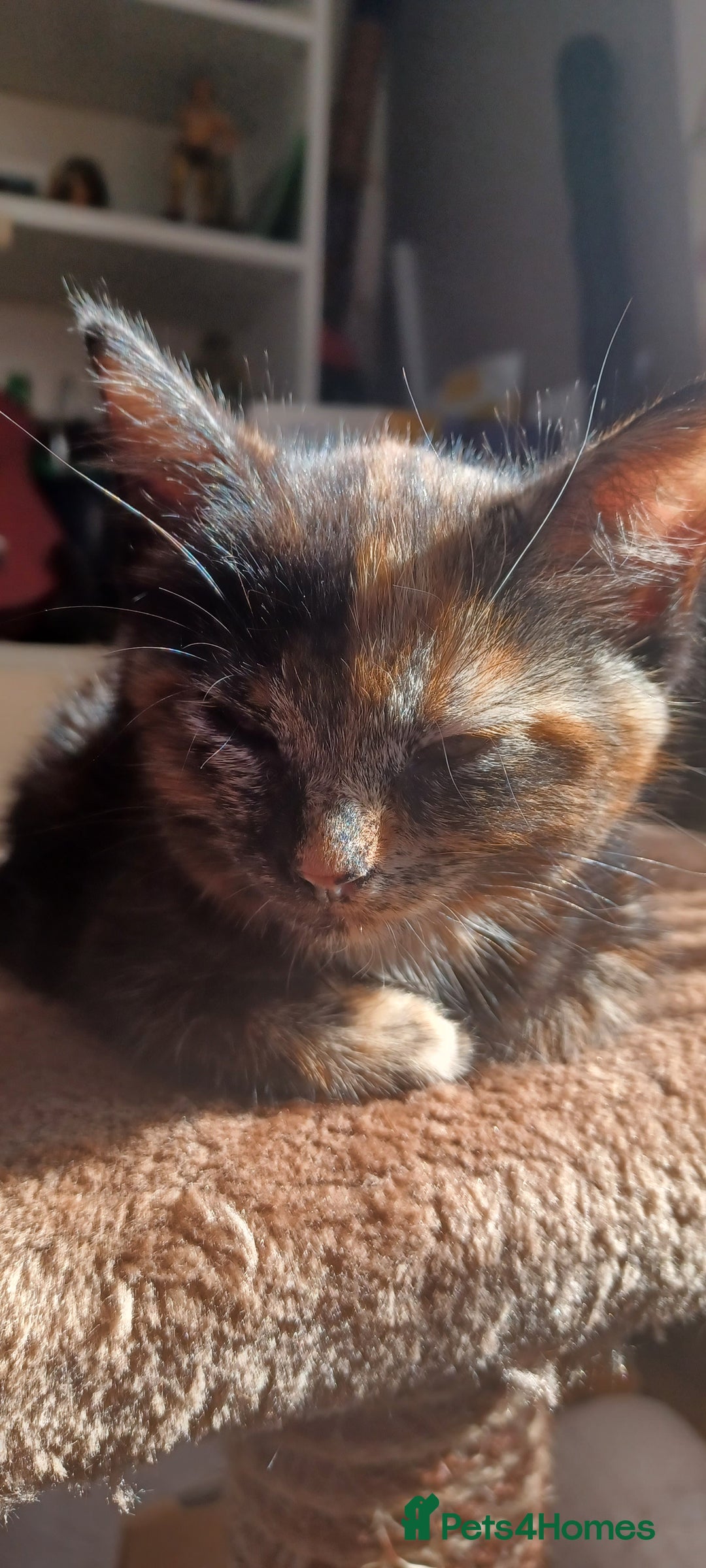 British Longhair cats for sale: 3 baby kittens house trained needing a new home - Image 6