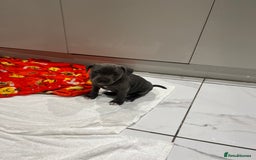 Staffordshire Bull Terrier dogs for sale: READY TO GO 2x BEAUTIFUL BLUE BOYS - Image 7