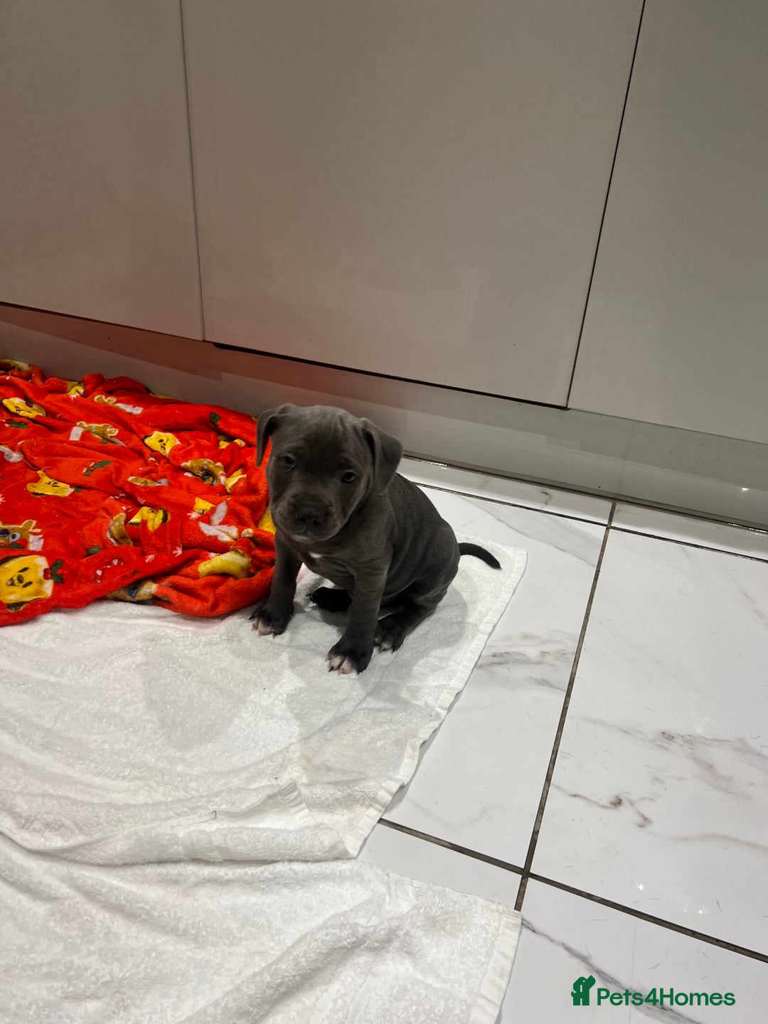 Staffordshire Bull Terrier dogs for sale: READY TO GO 2x BEAUTIFUL BLUE BOYS - Image 7