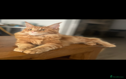 Maine Coon cats for sale: Maine Coon Cross Kittens  - Image 6