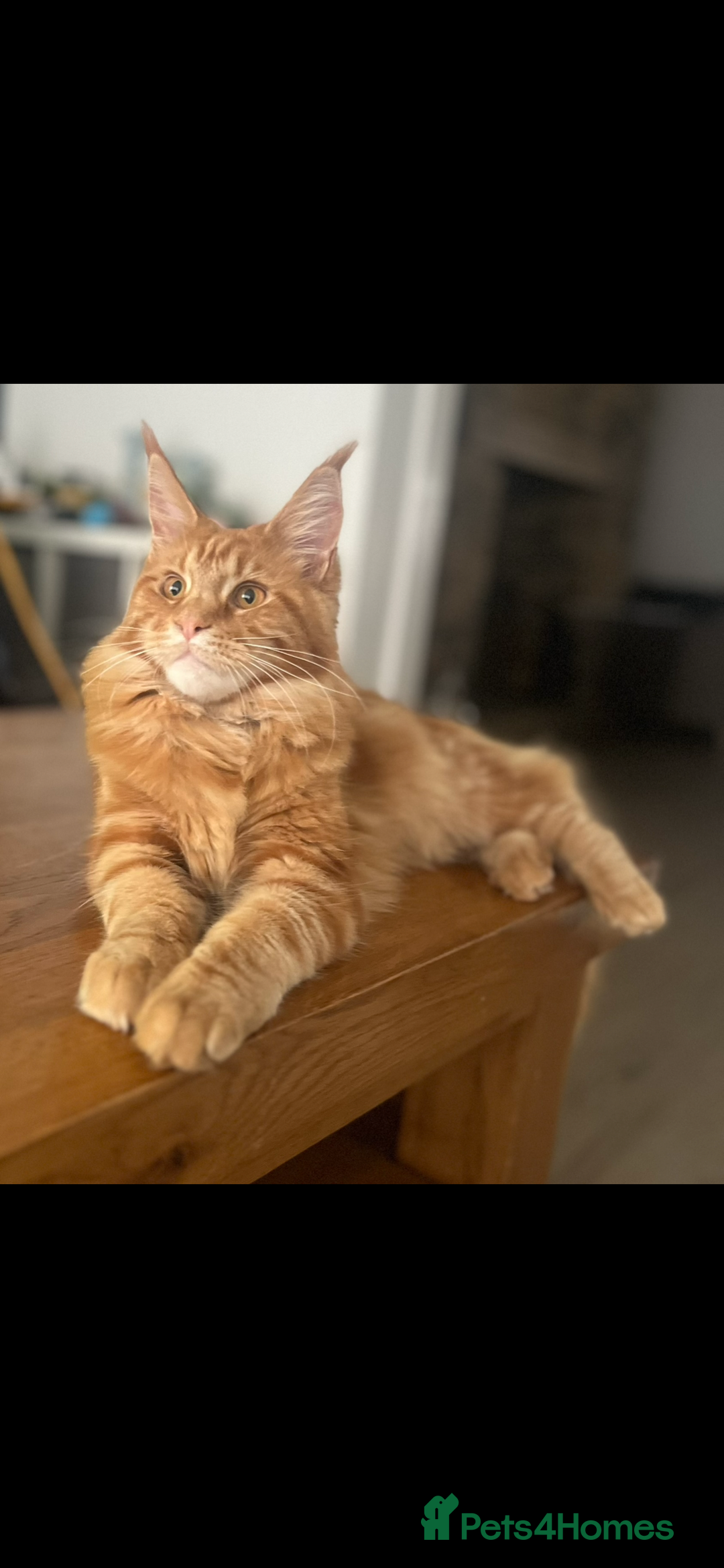 Maine Coon cats for sale: Maine Coon Cross Kittens  - Image 6