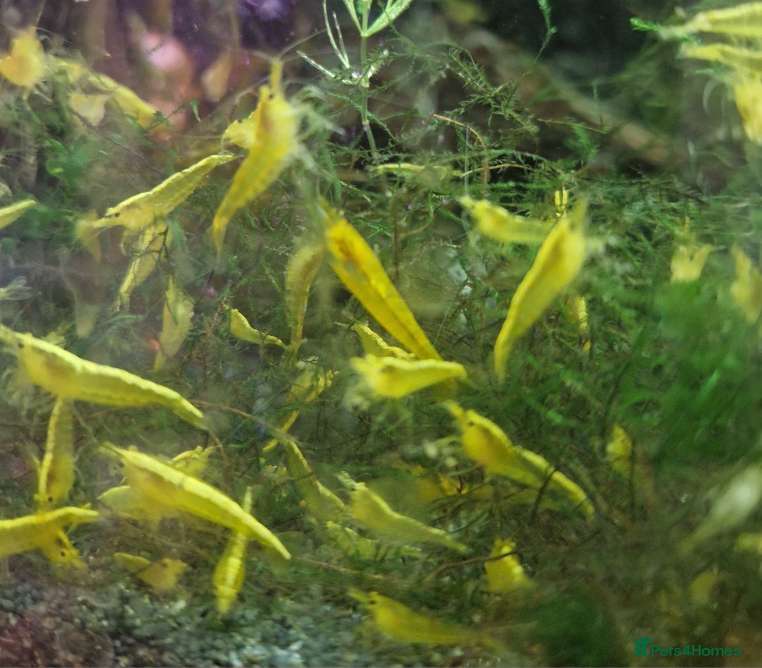 Shrimps fish for sale: Yellow Cherry Shrimps for sale  - Advert 4