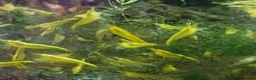 Shrimps fish for sale: Yellow Cherry Shrimps for sale  - Advert 4