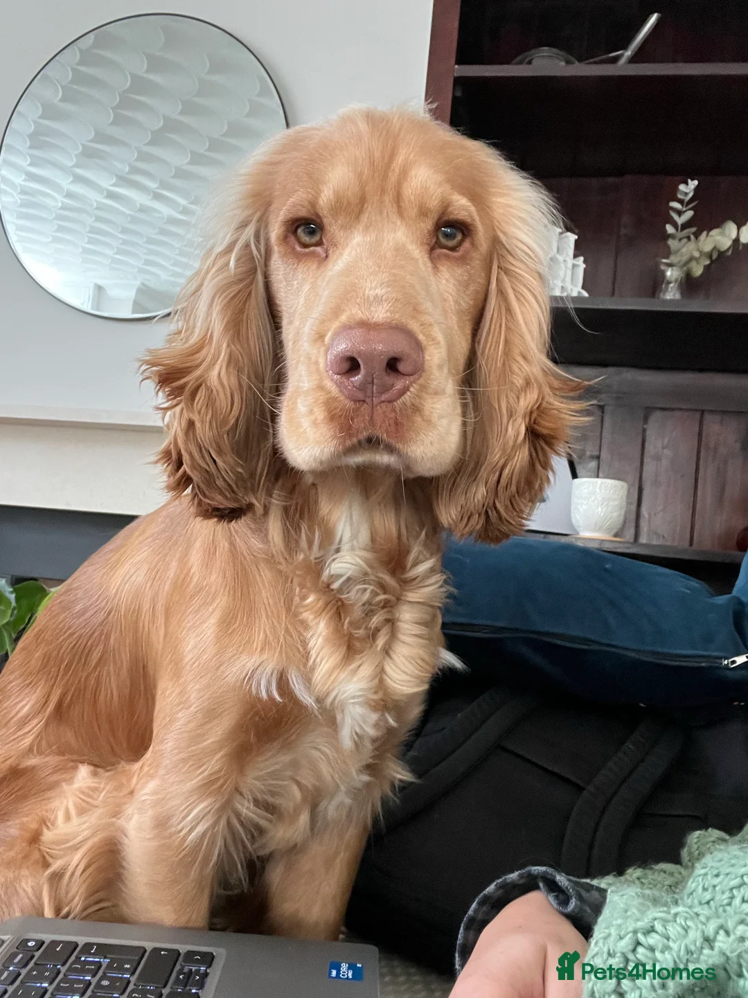 Cocker Spaniel dogs for stud: PROVEN STUD 100% show cocker, KC REG, Clear health in Tonbridge - Advert 8