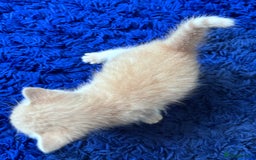 Turkish Angora cats for sale: Pedigree Turkish angora x bengal  - Image 3