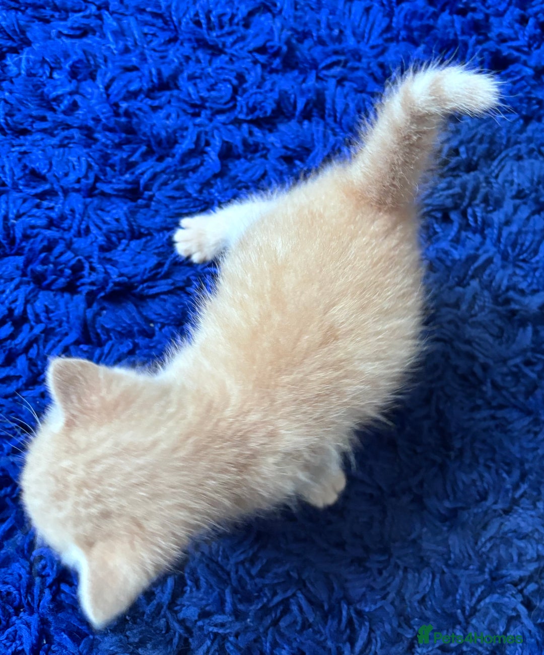 Turkish Angora cats for sale: Pedigree Turkish angora x bengal  - Image 3