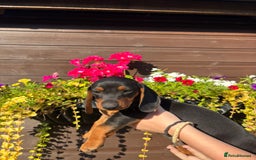 Dachshund dogs for sale: Gorgeous little Dachshund pups - Image 3