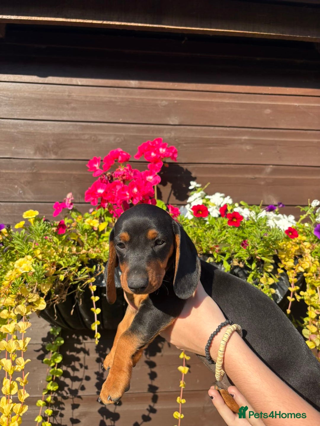 Dachshund dogs for sale: Gorgeous little Dachshund pups - Image 3