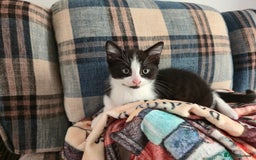 Mixed Breed cats for sale: Need a home - Image 6