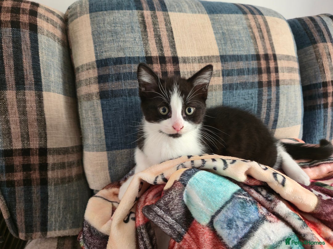 Mixed Breed cats for sale: Need a home - Image 6