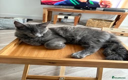 Maine Coon cats for sale: Maine coon - Image 5