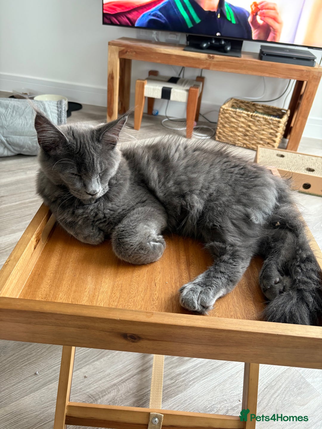 Maine Coon cats for sale: Maine coon - Image 5