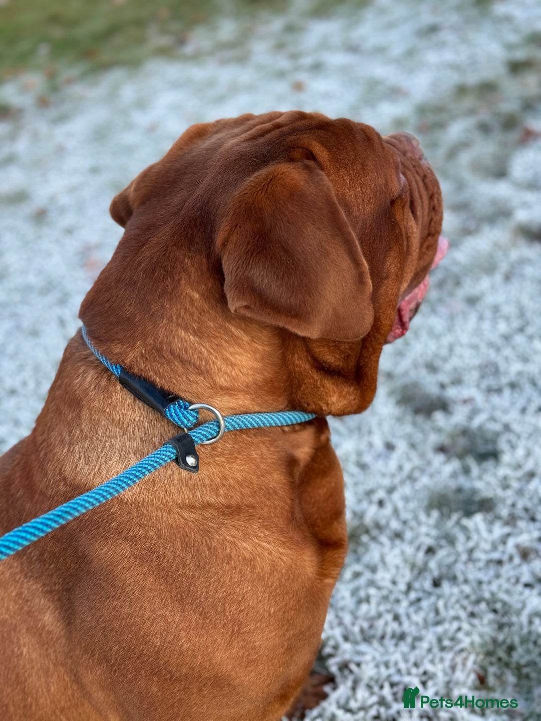 Dogue De Bordeaux dogs for stud: Orthrusslair Sidney is here and PROVEN in Chester - Image 9