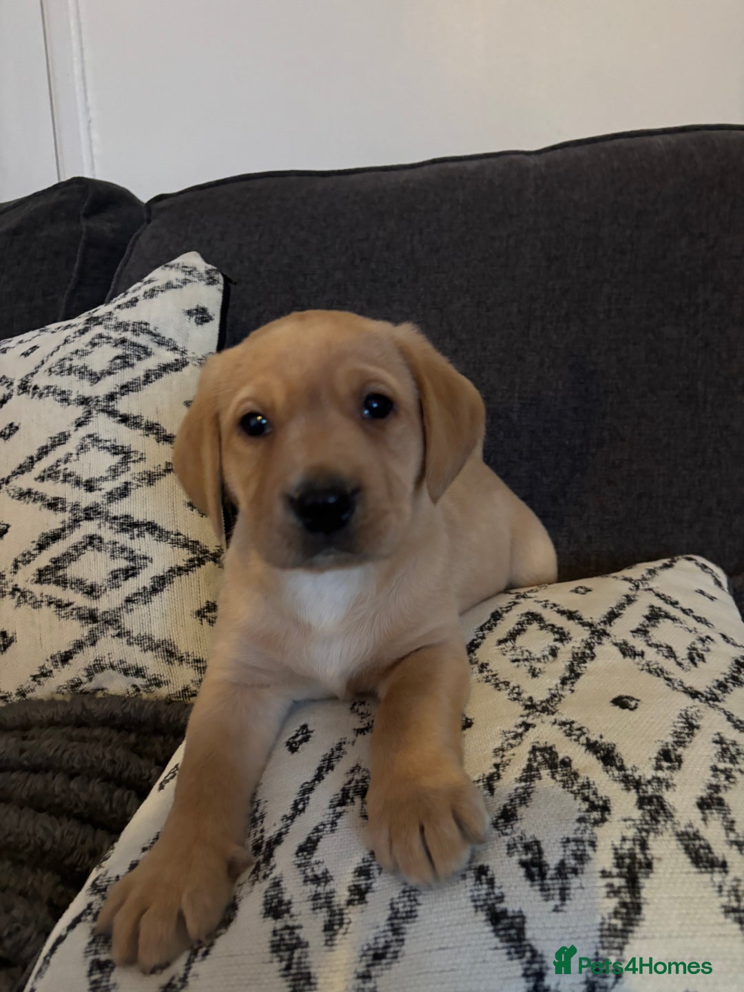 Labrador Retriever dogs for sale: KC registered Labrador retriever pups - Advert 18