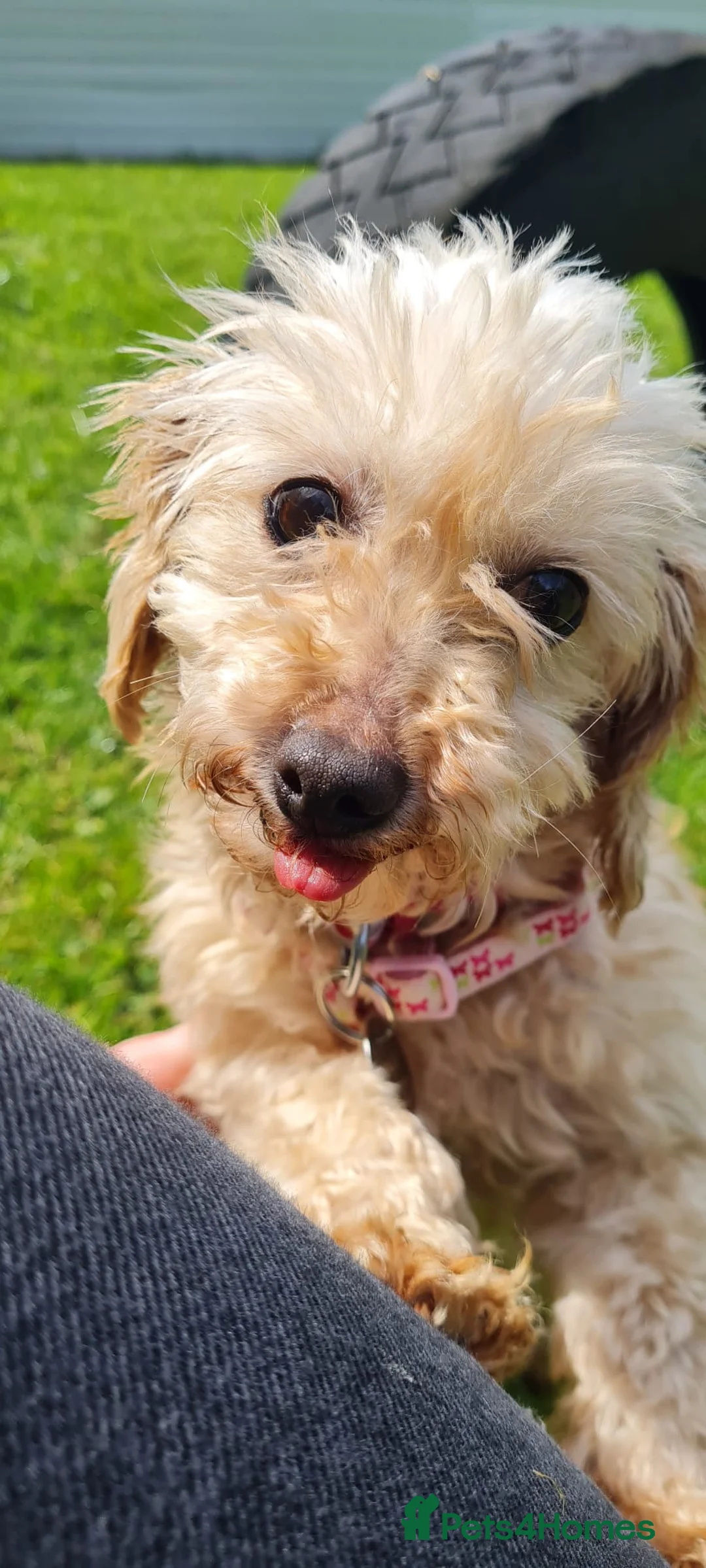 Miniature Poodle dogs for adoption: Tia   - Advert 1