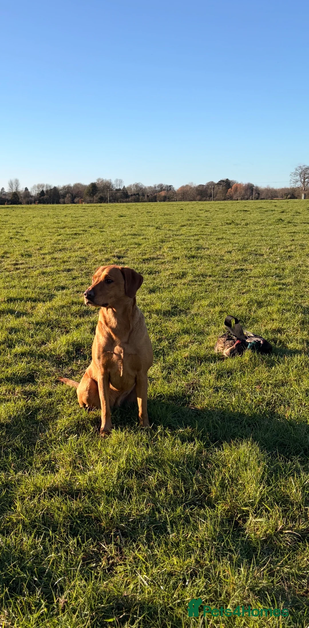 Labrador Retriever dogs for sale: Labrador puppies  in Malmesbury - Advert 13