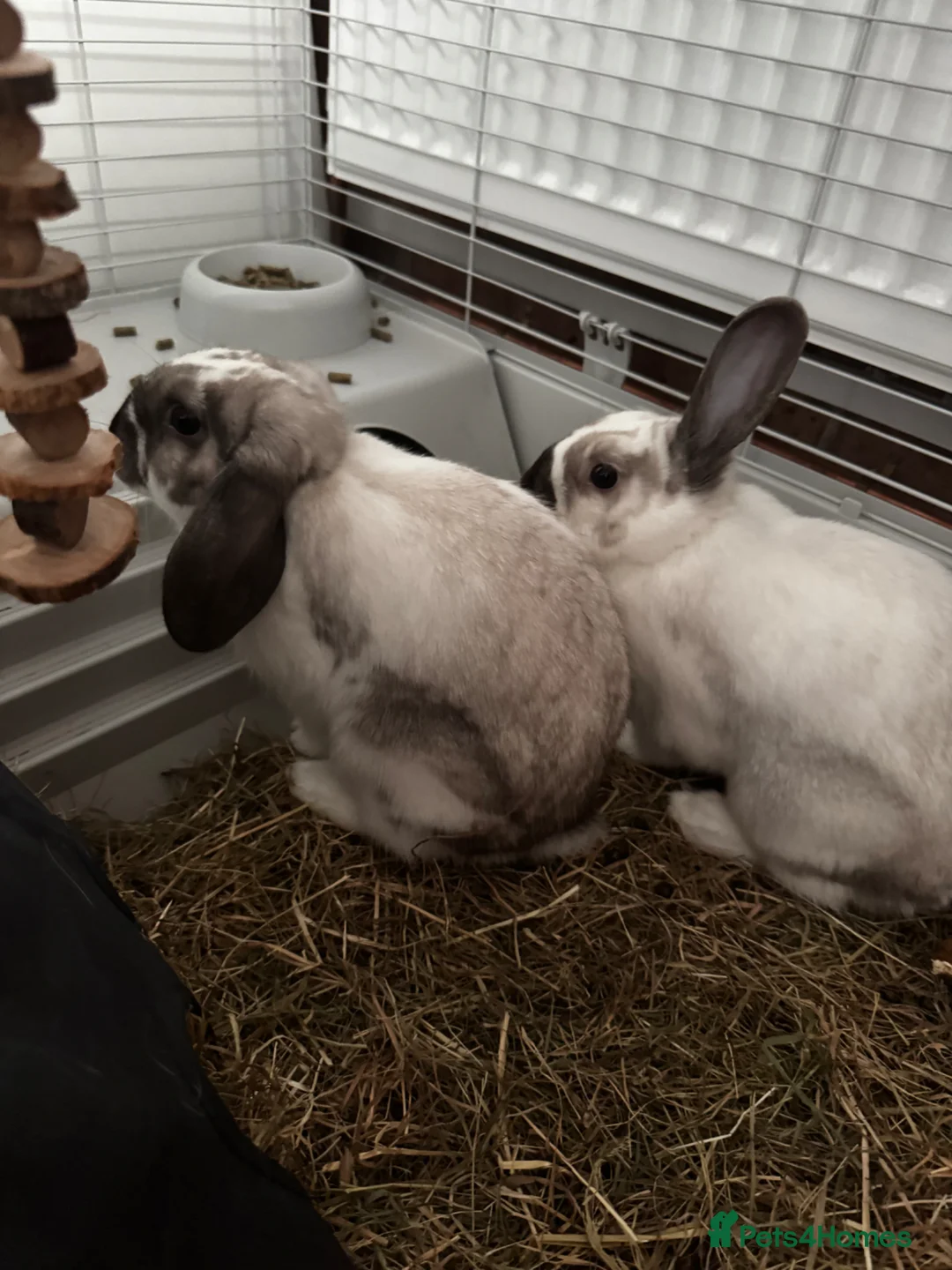 Mixed Breed rabbits for sale: Rabbit Nugget Male in Runcorn - Advert 2