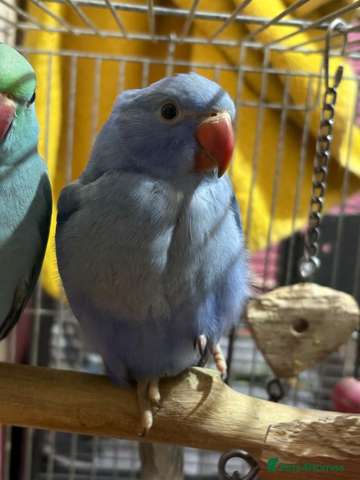 Parrots birds Indian ringnecks for sale READY TO GO - Advert 18