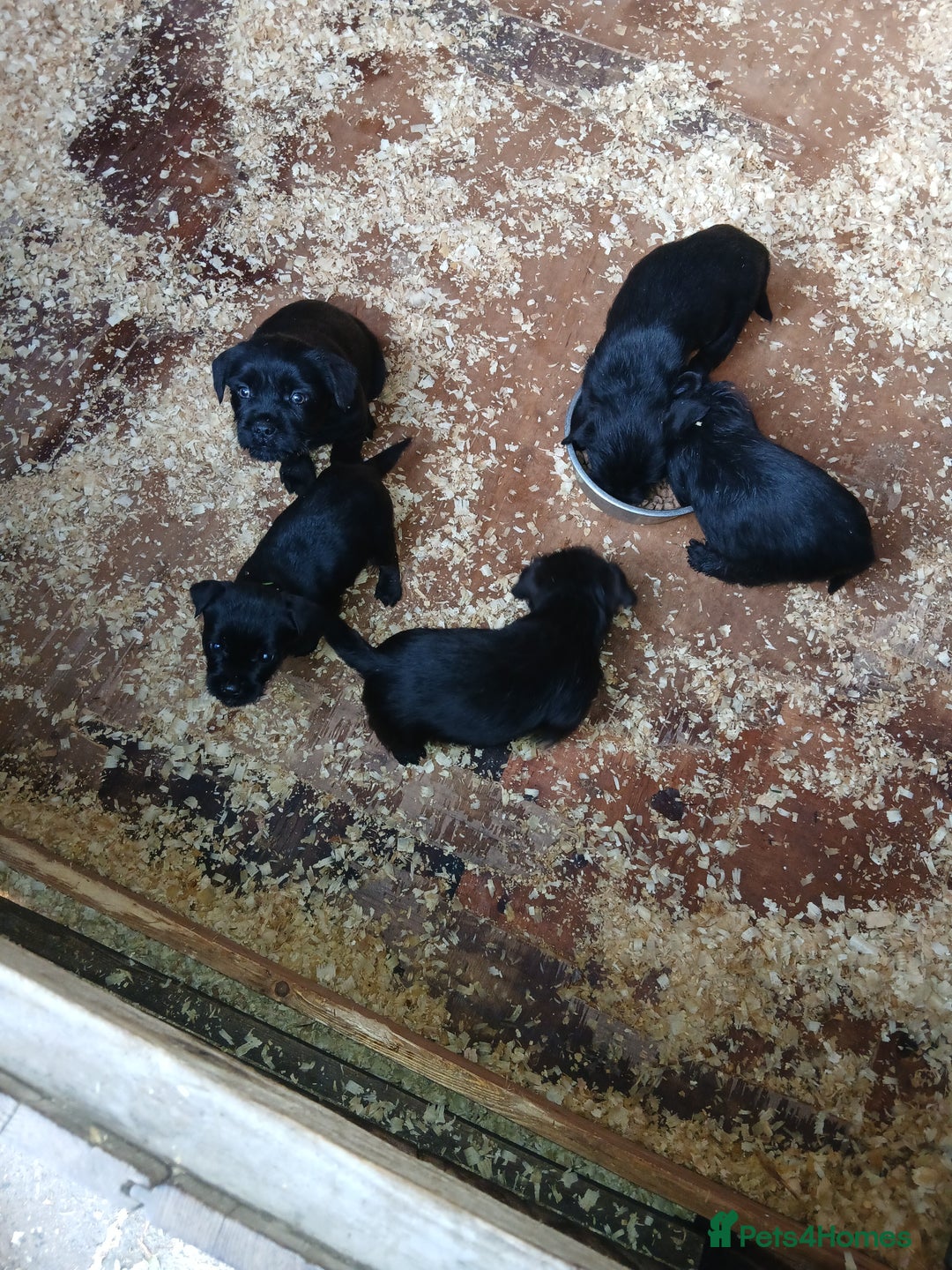 Mixed Breed dogs for sale: Border X Patterdale pups  - Advert 5
