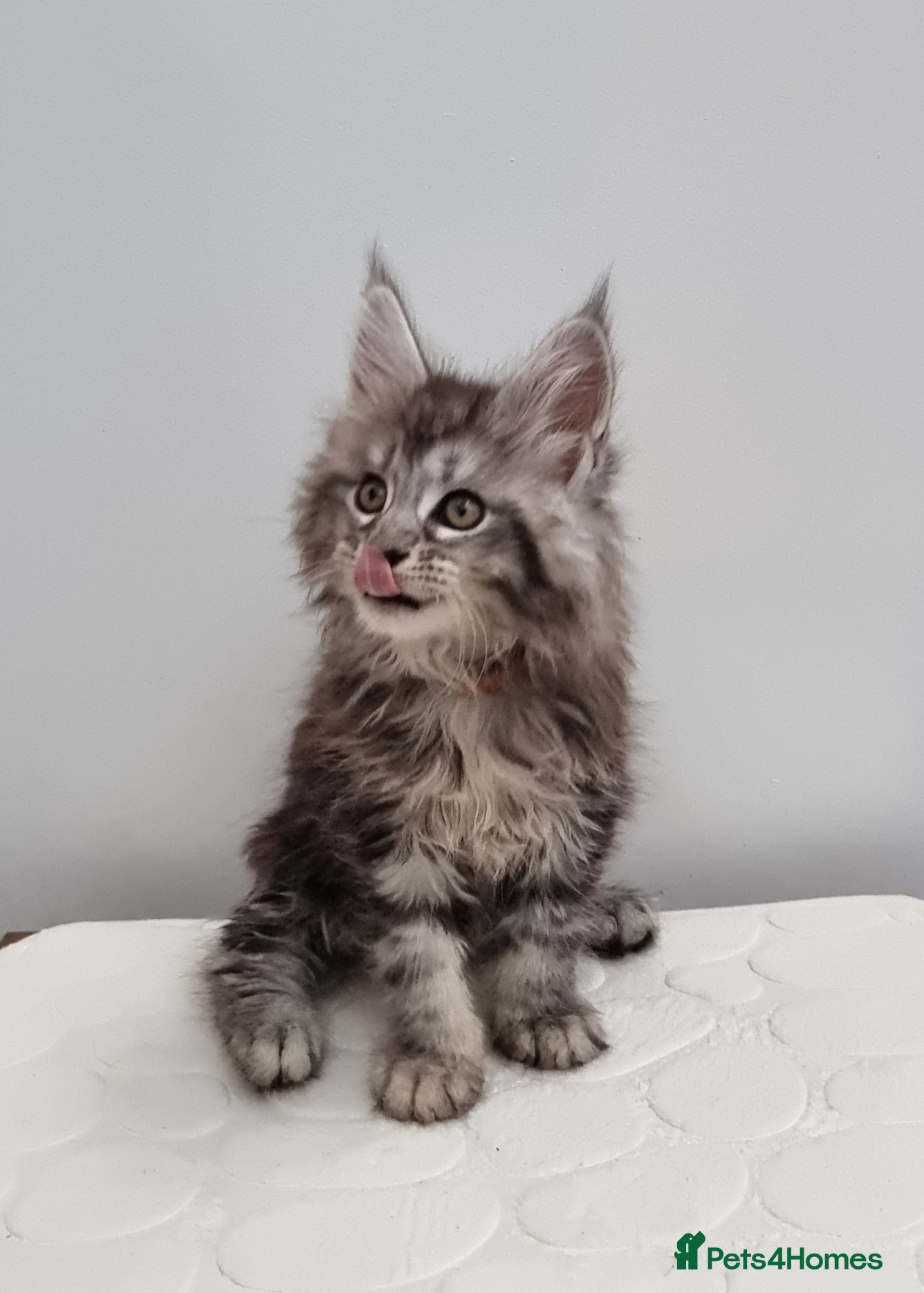 Maine Coon cats Pedigree Maine Coon Kittens for sale  - Advert 2