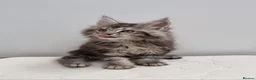 Maine Coon cats for sale: Pedigree Maine Coon Kittens for sale  - Advert 18