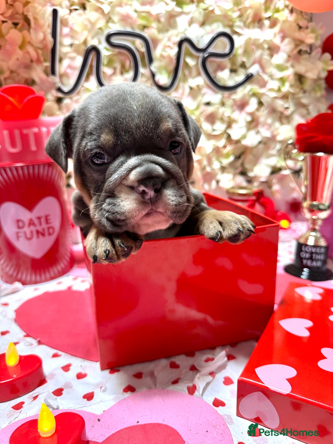 English Bulldog dogs for sale: Elite KC Registered English Bulldog Puppies - Advert 7