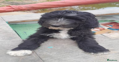 Labradoodle dogs in Kingsbridge - Advert 7