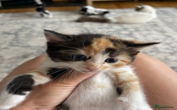 Ragdoll cats for sale: Ragdoll cross kittens  - Image 8