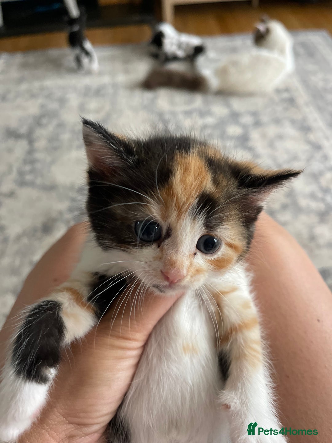 Ragdoll cats for sale: Ragdoll cross kittens  - Image 8