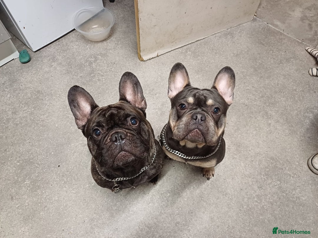 French Bulldog dogs for sale: Male French bulldog for sale  - Image 6
