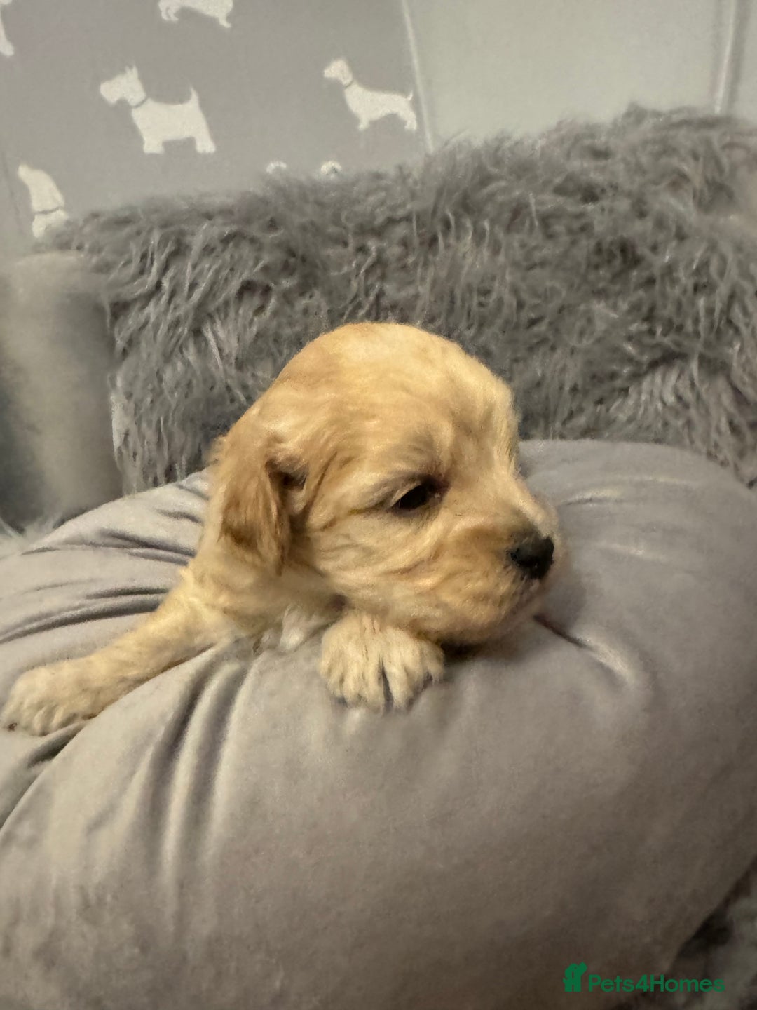 Maltipoo dogs for sale: Teddy bear maltipoo puppies  - Advert 5