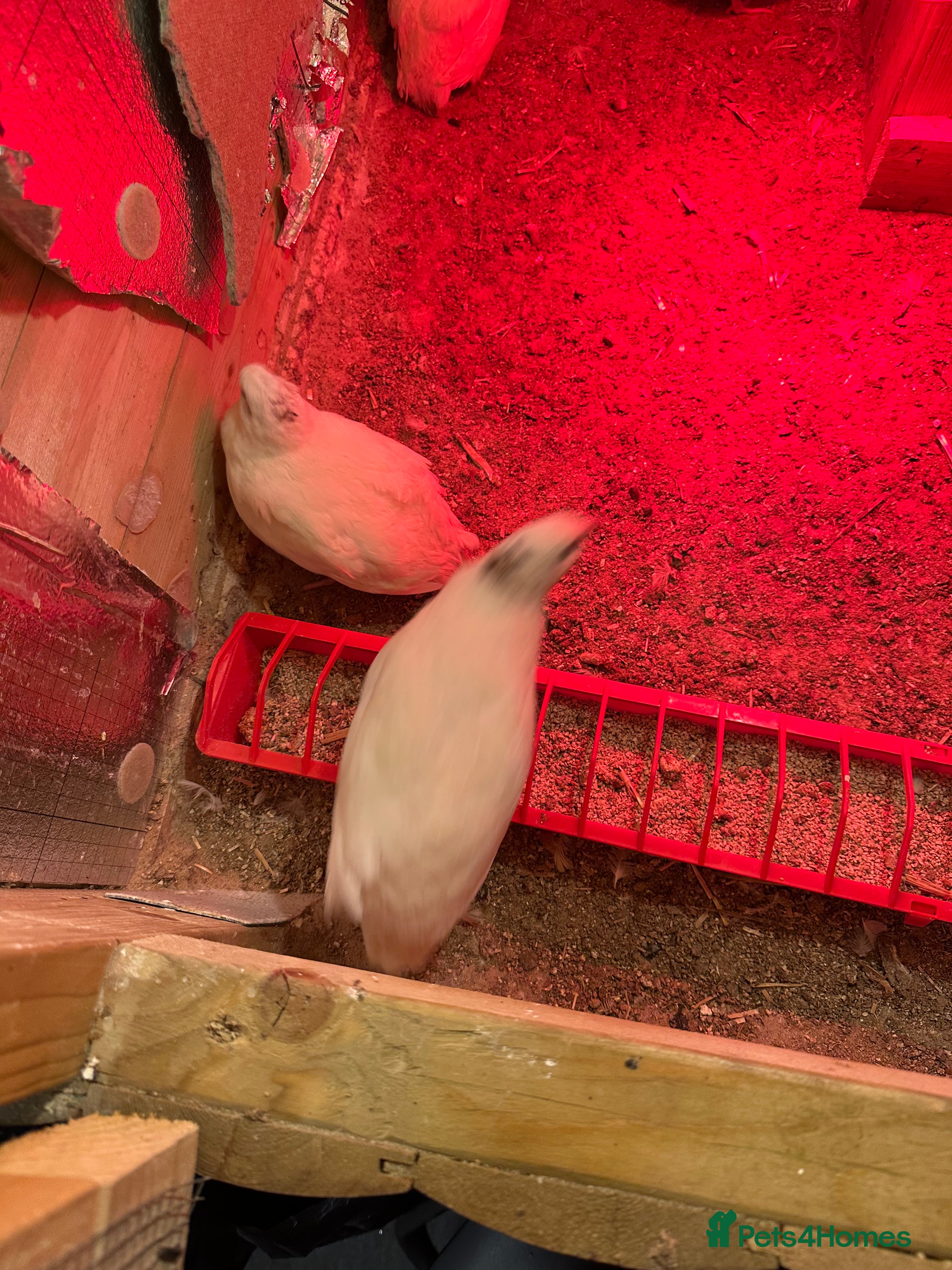 Mixed Breed birds ENGLISH WHITE QUAIL - Advert 4