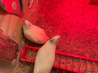 Mixed Breed birds ENGLISH WHITE QUAIL - Advert 2