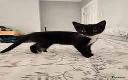 Domestic Shorthair cats for sale: Two Black and white 12wk old girls - Image 6