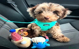 Miniature Poodle dogs for stud: KC TOY CHOCOLATE PHANTOM POODLE in Willenhall - Image 18