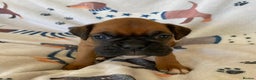 Boxer dogs for sale: Boxer puppies kc registered 5 star licence  - Advert 5